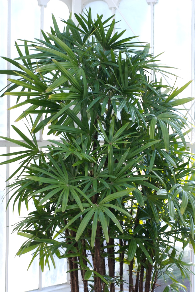 Rhapis Palm